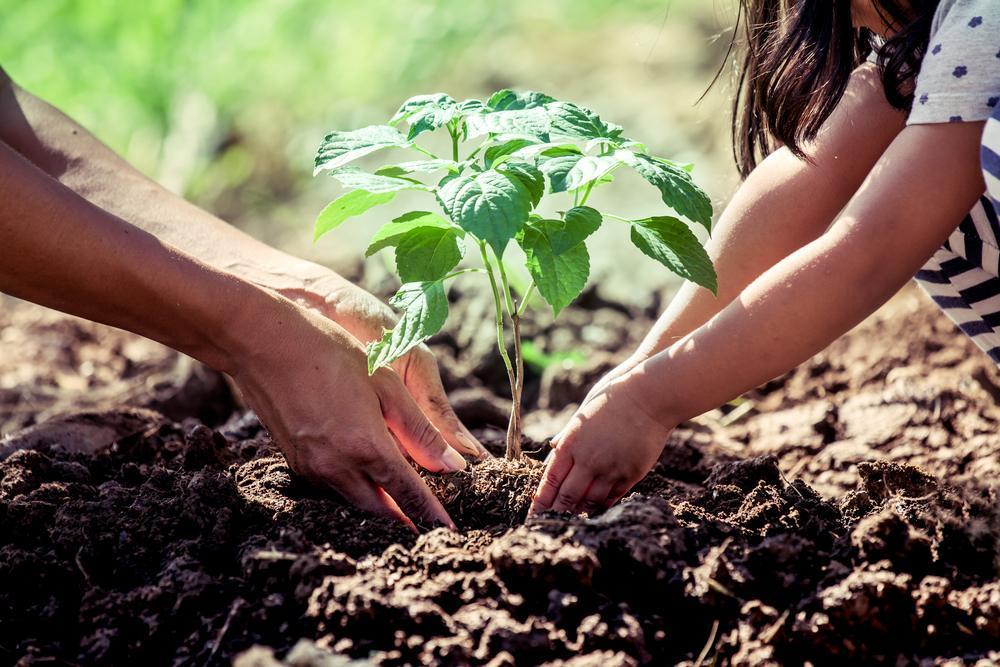 Programa Plante Árvore